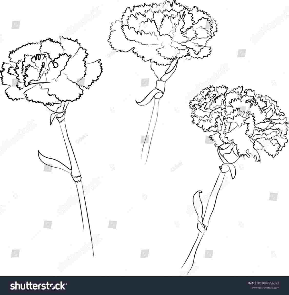 Simple Carnation Drawing at PaintingValley.com | Explore collection of ...