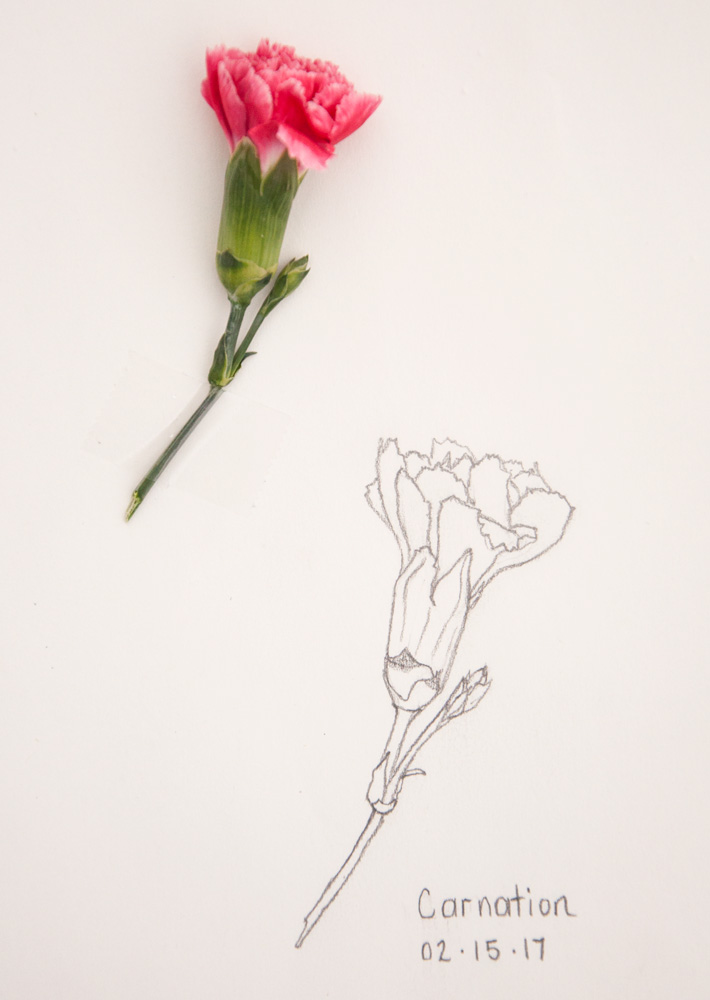 Simple Carnation Drawing at Explore collection of
