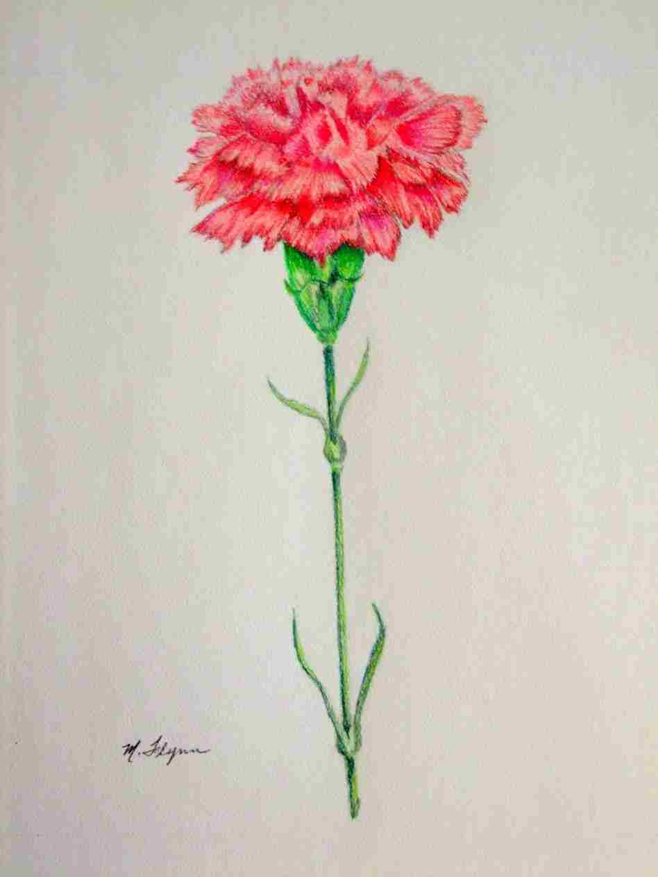 Simple Carnation Drawing at Explore collection of