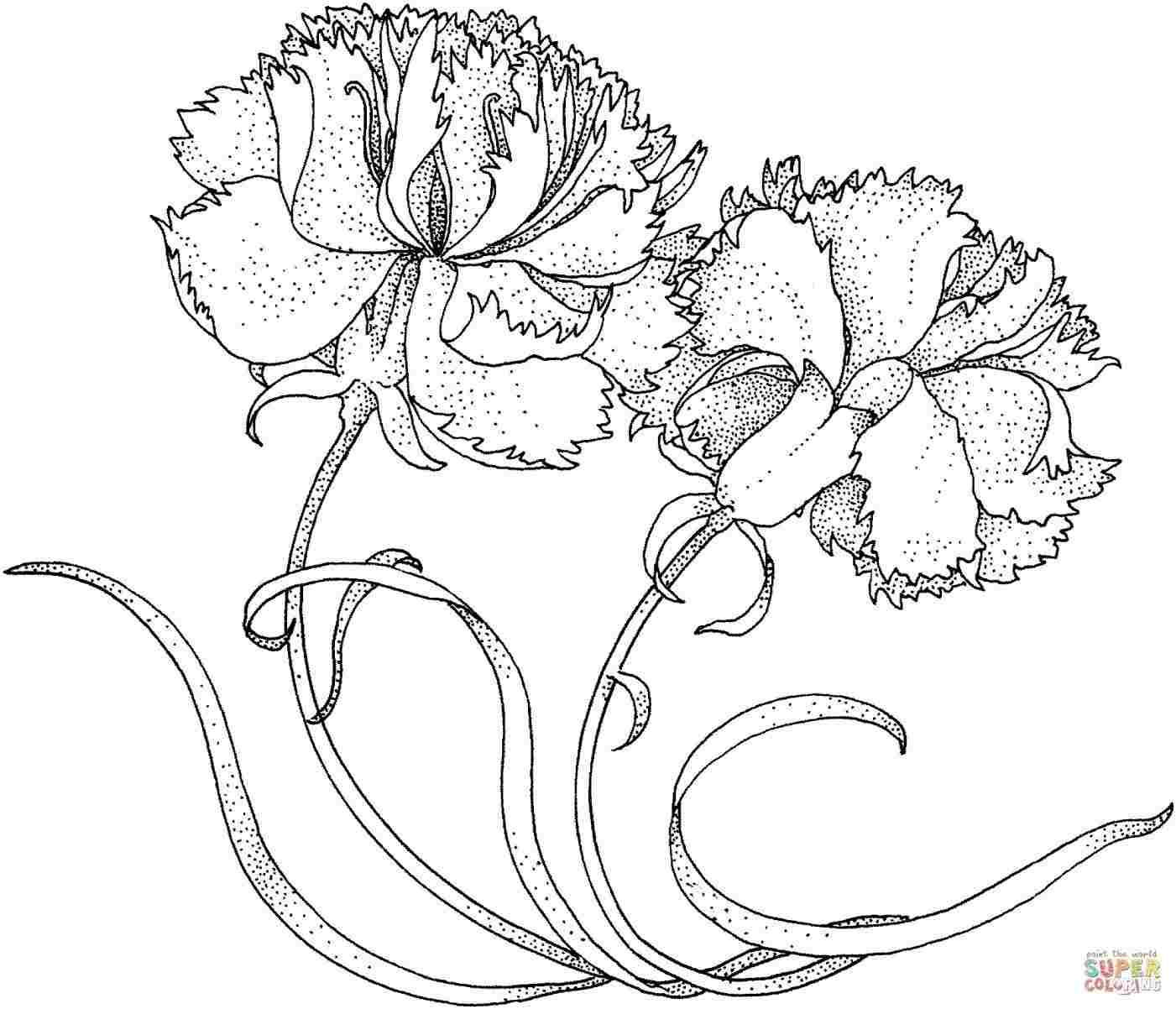 1401x1202 Of Flowers Drawing Sketch With Lineart On Rhcom Bouquet - Simple Carnation Drawing