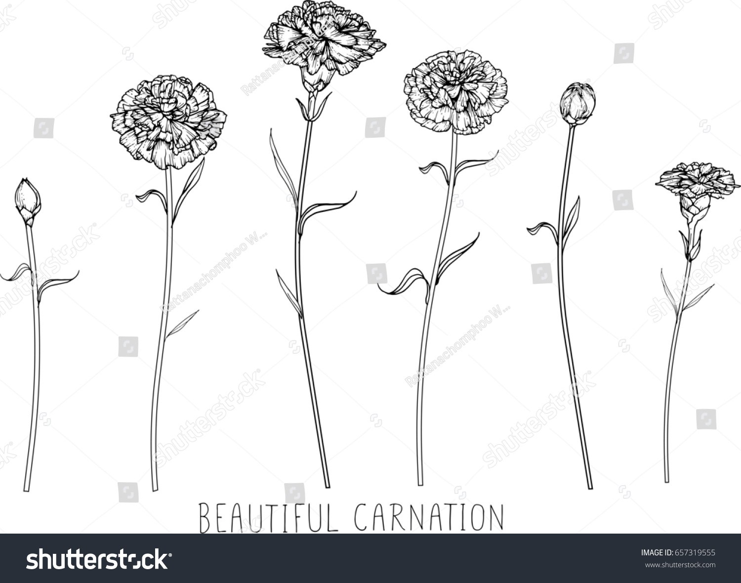 1500x1180 Carnation Flower Drawing - Simple Carnation Drawing