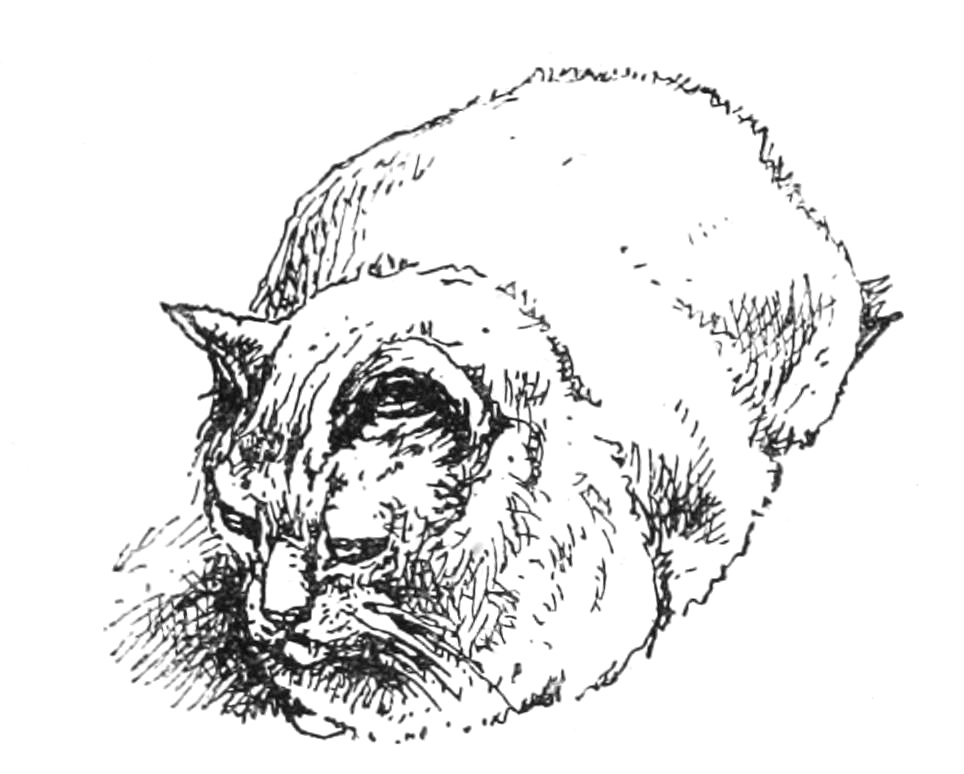 964x774 Simple Cat Drawing - Simple Cat Drawing