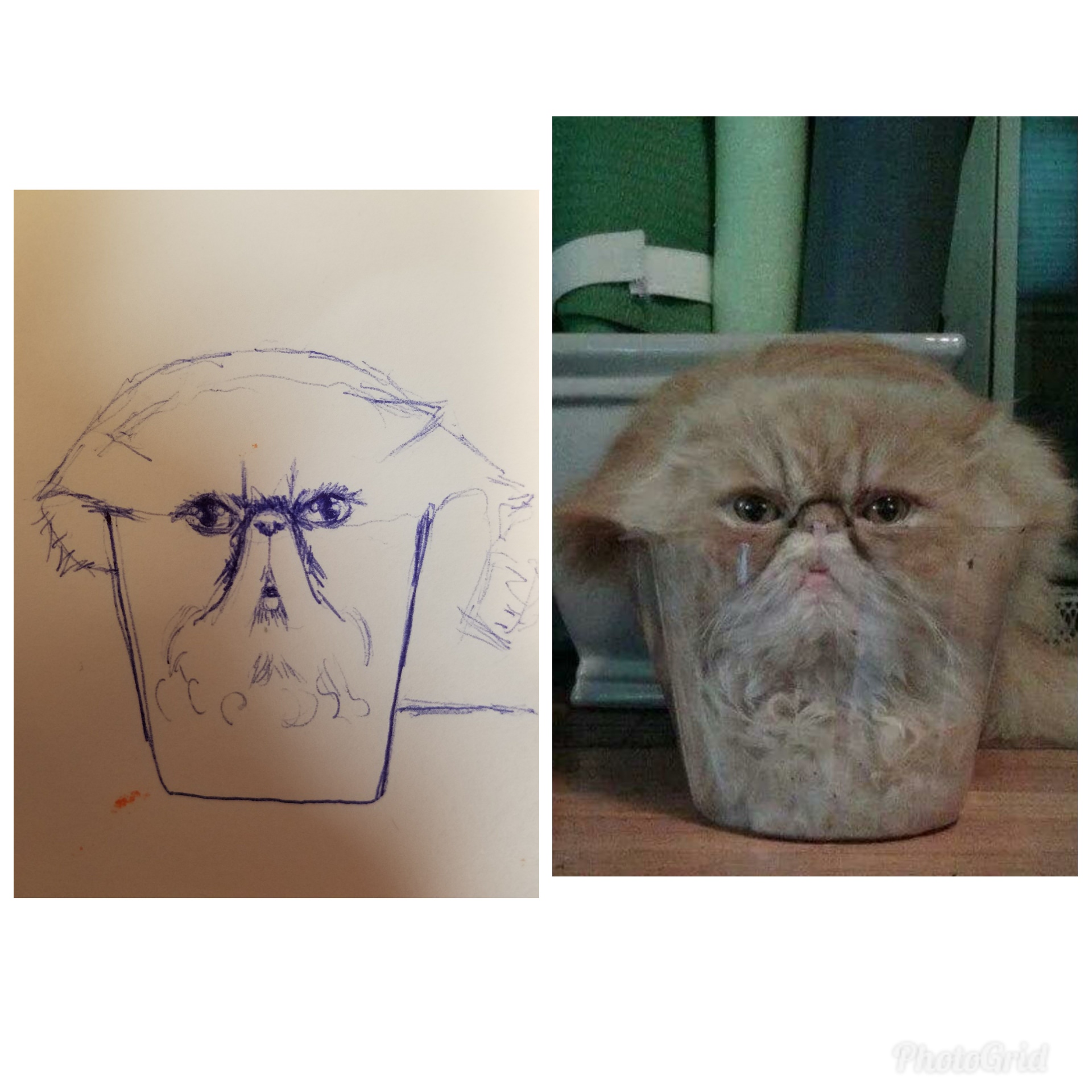 1920x1920 Simple Cat Drawings - Simple Cat Drawing