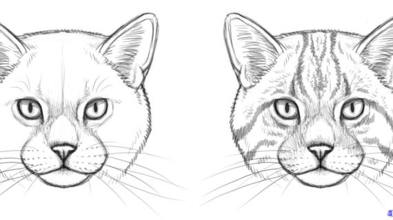 570x320 Cat Drawing Face - Simple Cat Face Drawing