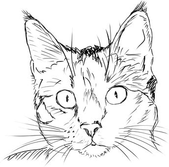 344x340 cat drawing drawings cat drawing, cat and drawings - Simple Cat Face Drawing