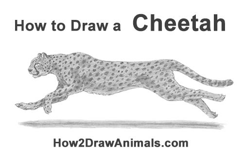 500x315 how to draw a cheetah running - Simple Cheetah Drawing