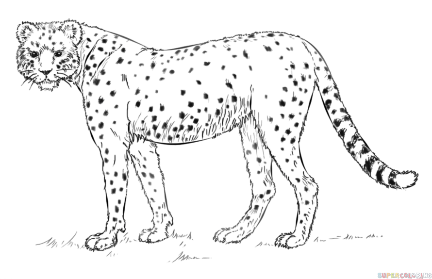 890x575 cheetah drawings images group with items - Simple Cheetah Drawing