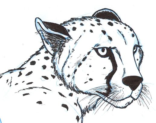 517x408 cheetah head - Simple Cheetah Drawing