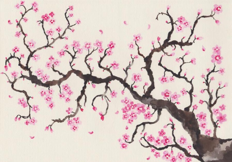 900x629 Cherry Blossom Nature Drawings Pictures Drawings Ideas - Simple Cherry Blossom Drawing