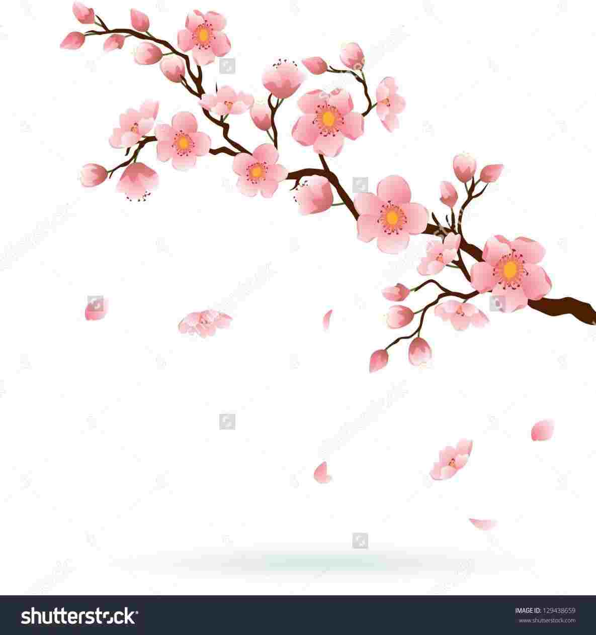 1185x1264 rhcom cherry simple cherry blossom drawing - Simple Cherry Blossom Drawing