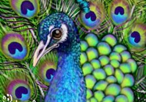 300x210 peacock pencil drawing with color simple colorful peacock drawing - Simple Colorful Peacock Drawing