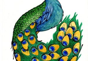 300x210 simple colorful peacock drawing simple peacock drawing how to draw - Simple Colorful Peacock Drawing