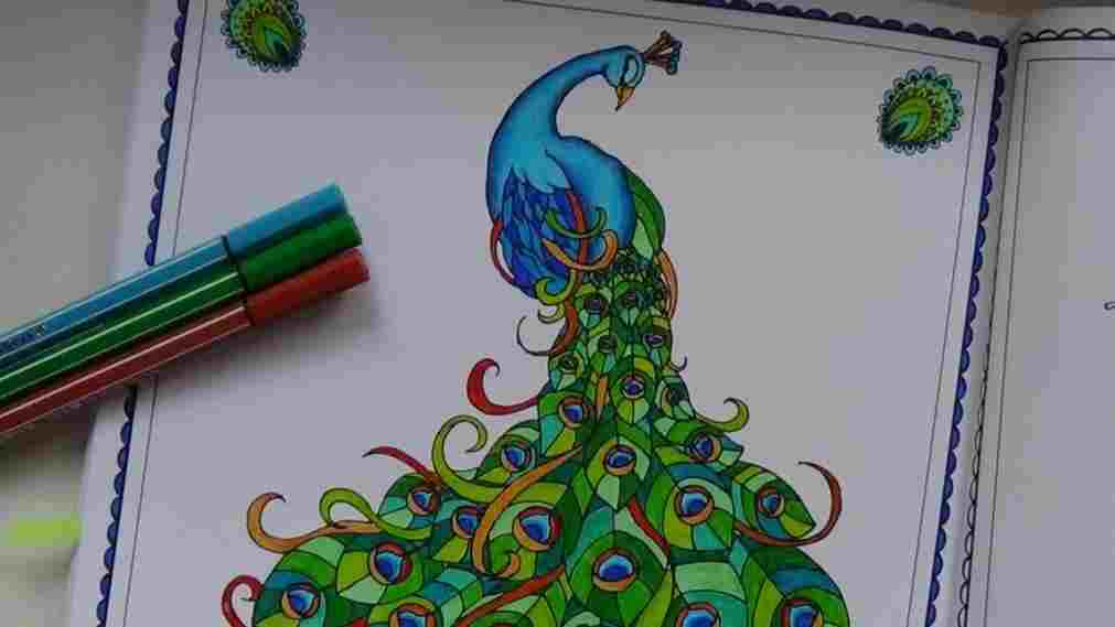 1011x569 Dancing Peacock Drawing In Simple - Simple Colorful Peacock Drawing