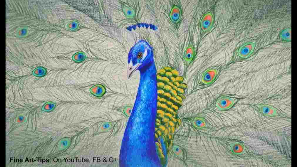 1011x569 How To Draw A Peacock Feather With A Pencil - Simple Colorful Peacock Drawing