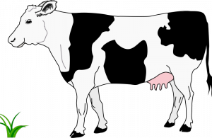 300x195 simple cow vector drawing barn signs cow drawing, cow vector - Simple Cow Drawing