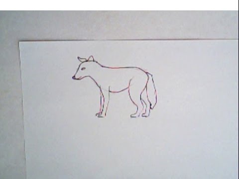 480x360 How To Draw A Coyote - Simple Coyote Drawing