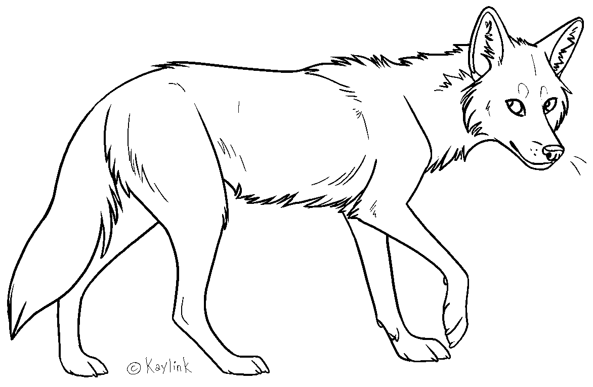 1172x765 Coyote Lineart Sketches For Free Download - Simple Coyote Drawing