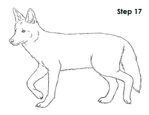 500x386 Coyote Drawing Projects Vdo - Simple Coyote Drawing