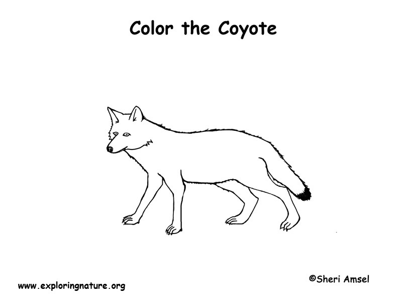 Simple Coyote Drawing At PaintingValley.com | Explore Collection Of ...