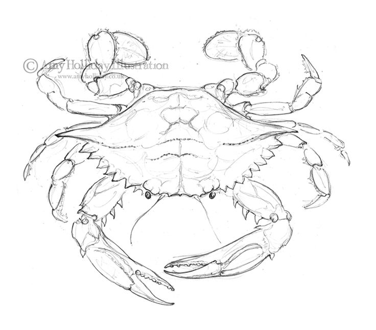 736x647 Simple Crab Drawing Best How To Draw Images - Simple Crab Drawing
