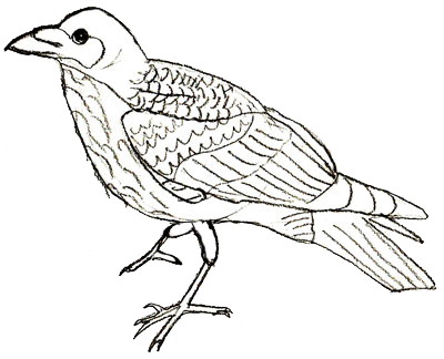 400x324 how to draw a crow - Simple Crow Drawing