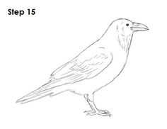 236x182 learn how to draw a crow - Simple Crow Drawing