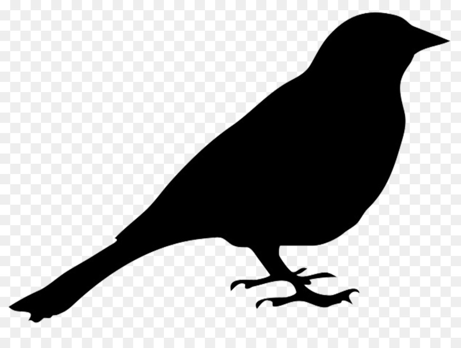 900x680 crow drawing simple for free download - Simple Crow Drawing
