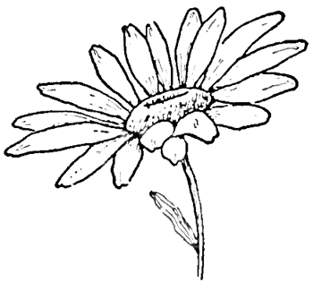 350x315 Drawing The Daisy How To Draw Daisies With Easy Step - Simple Daisy Drawing