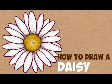 480x360 How To Draw A Daisy Flower Easy Step - Simple Daisy Drawing