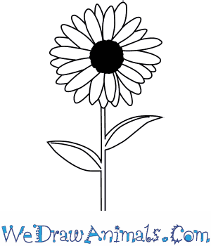 300x350 How To Draw A Daisy Flower - Simple Daisy Drawing
