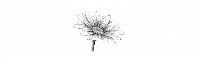 850x243 How To Draw A Flower - Simple Daisy Drawing