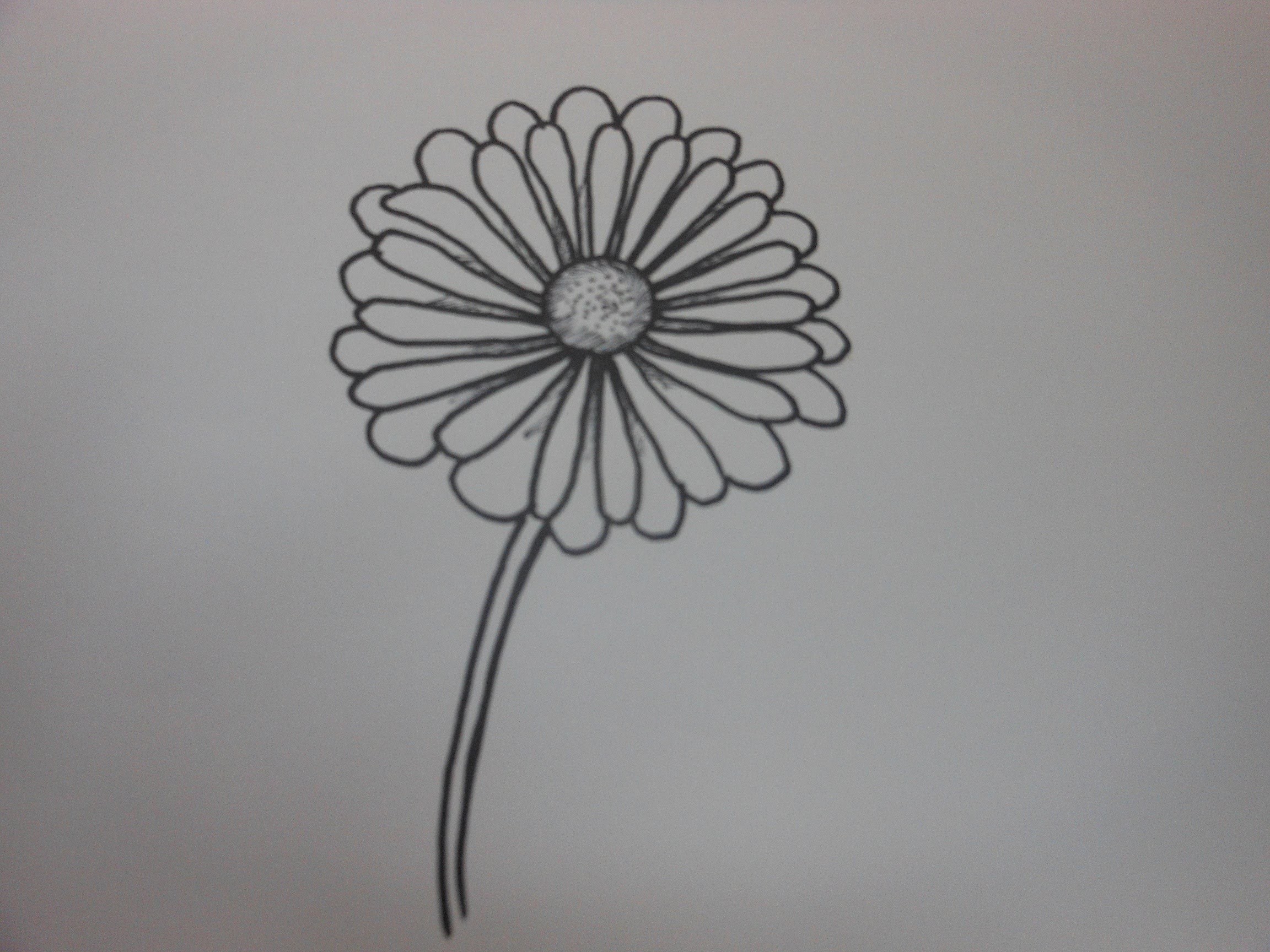 2304x1728 How To Draw A Daisy Flower Easy Step - Simple Daisy Drawing