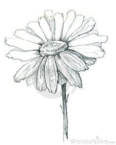 236x295 Simple Daisy Drawing How To Draw A Flower Image Search Results - Simple Daisy Drawing
