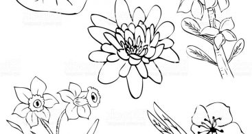 367x195 Simple Daisy Drawing Vector Free Vector Art, Images, Graphics - Simple Daisy Drawing