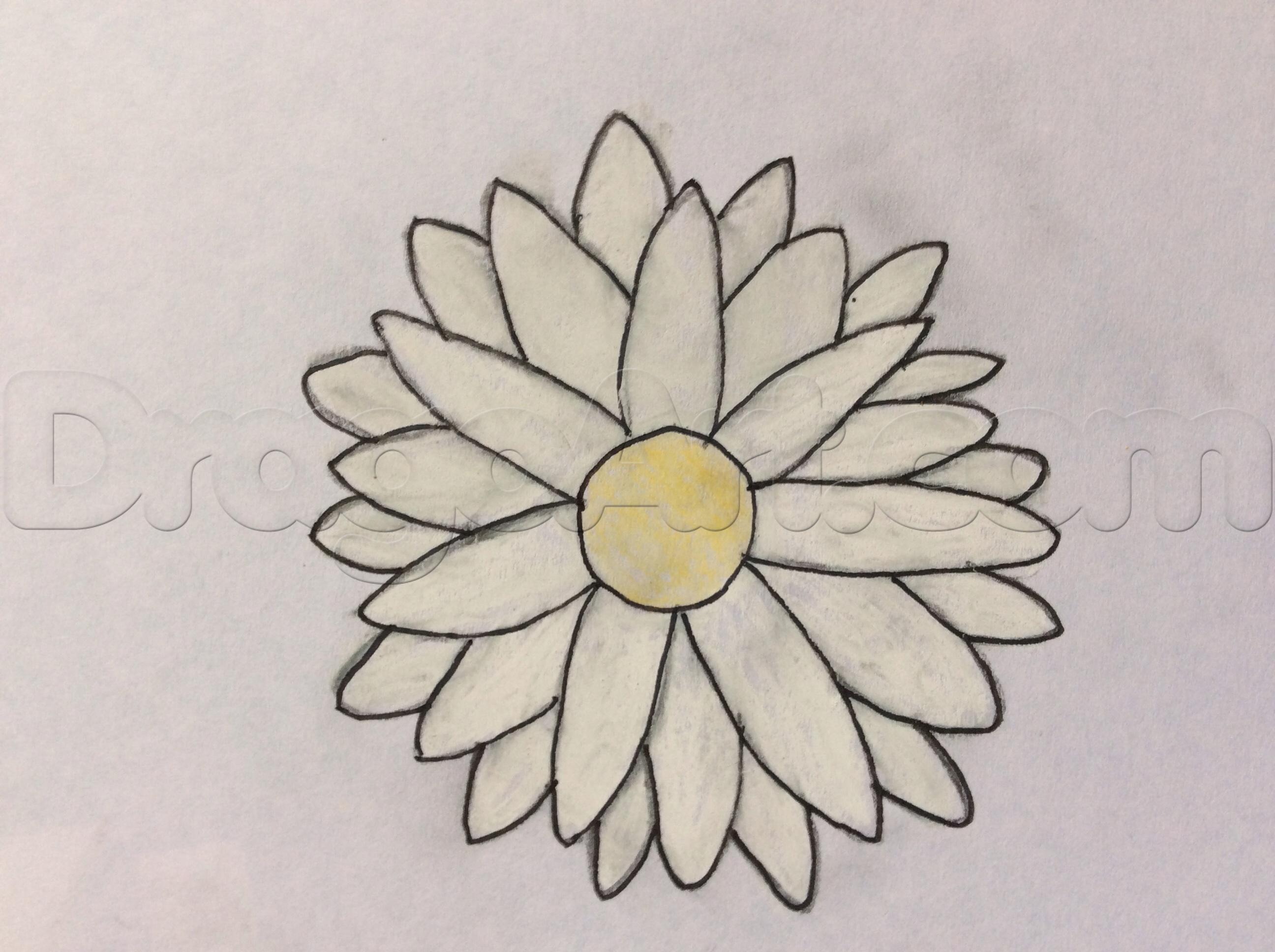 Simple Daisy Drawing at PaintingValley.com | Explore collection of ...