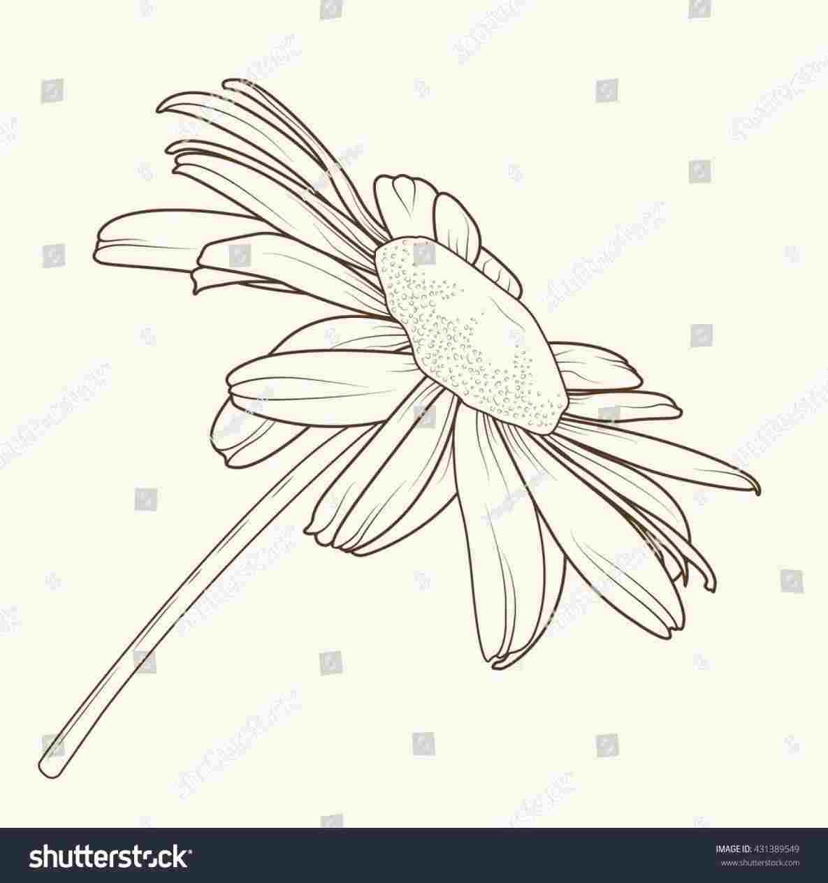 Simple Daisy Drawing at PaintingValley.com | Explore collection of ...