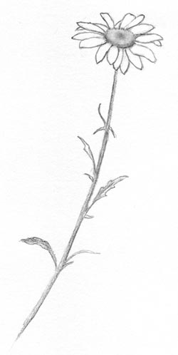 250x498 Daisy Sketch Carol's Drawing Blog - Simple Daisy Drawing