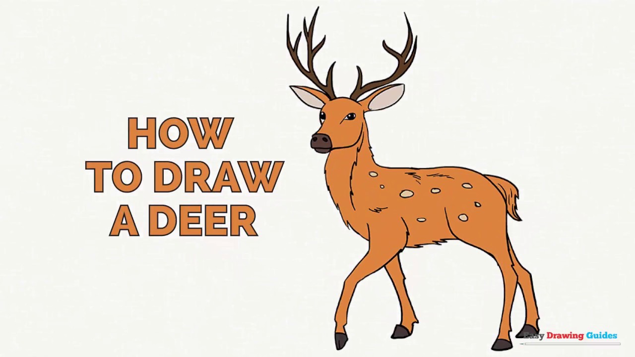 1280x720 How To Draw A Deer In A Few Easy Steps Drawing Tutorial For Kids - Simple Deer Drawing