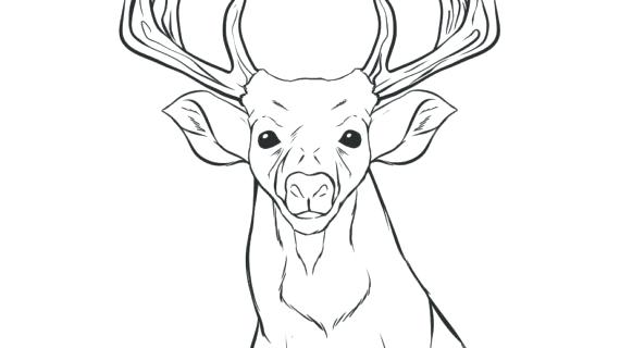 570x320 how to draw a deer deer drawing step - Simple Deer Head Drawing