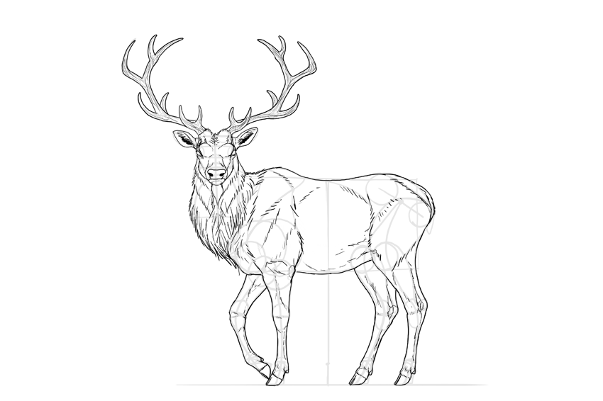 850x566 How To Draw A Deer Step - Simple Deer Head Drawing