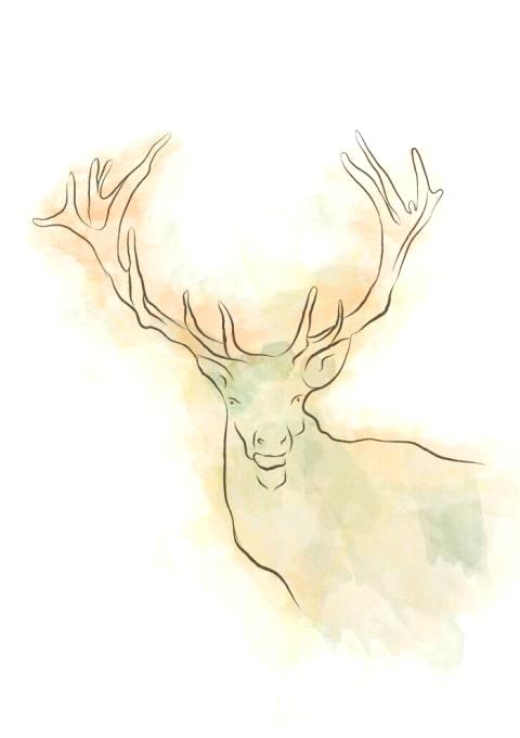 480x680 simple deer drawing watercolour deer nature drawings pictures - Simple Deer Head Drawing