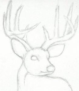 261x302 how to draw a deer head, buck, dear head step drawing ideas - Simple Deer Head Drawing