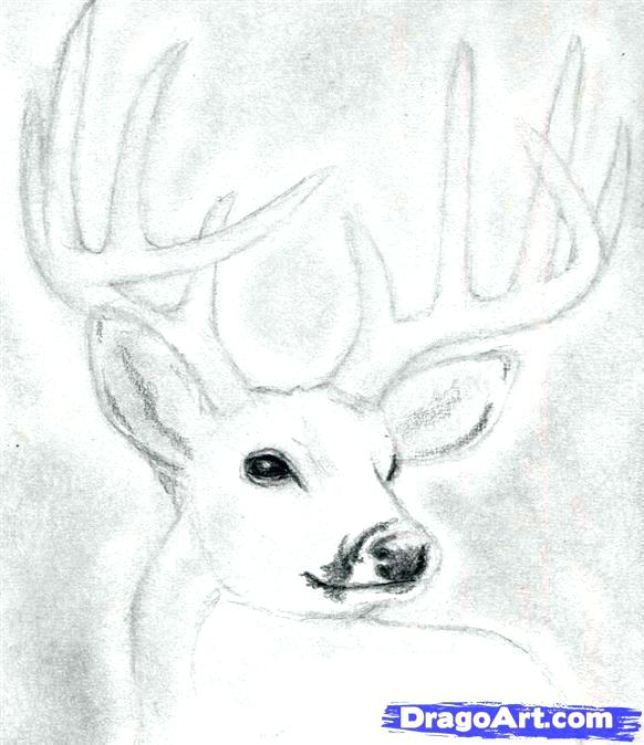 582x674 Simple Deer Drawing Simple Black And White Line Drawing Cartoon - Simple Deer Skull Drawing