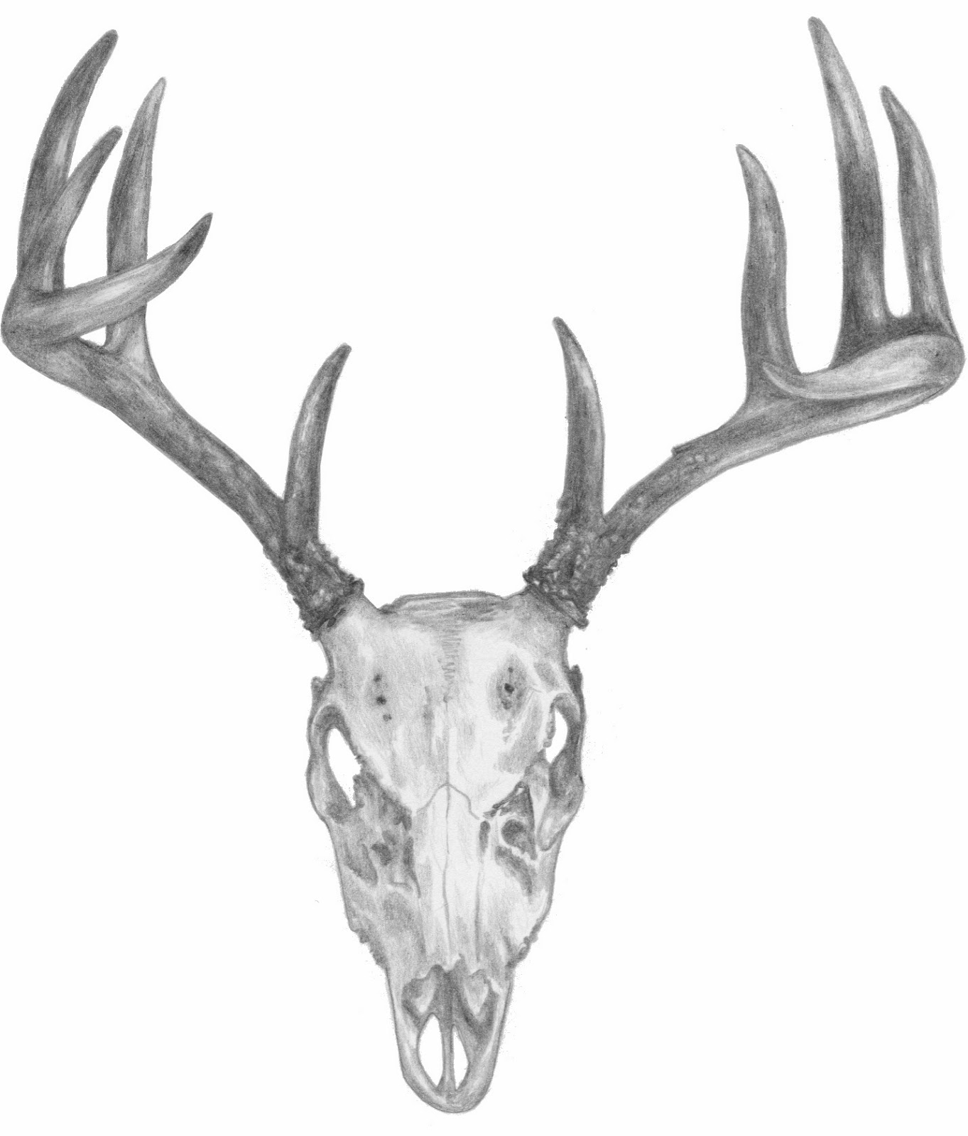 Simple Deer Skull Drawing at PaintingValley.com | Explore collection of ...