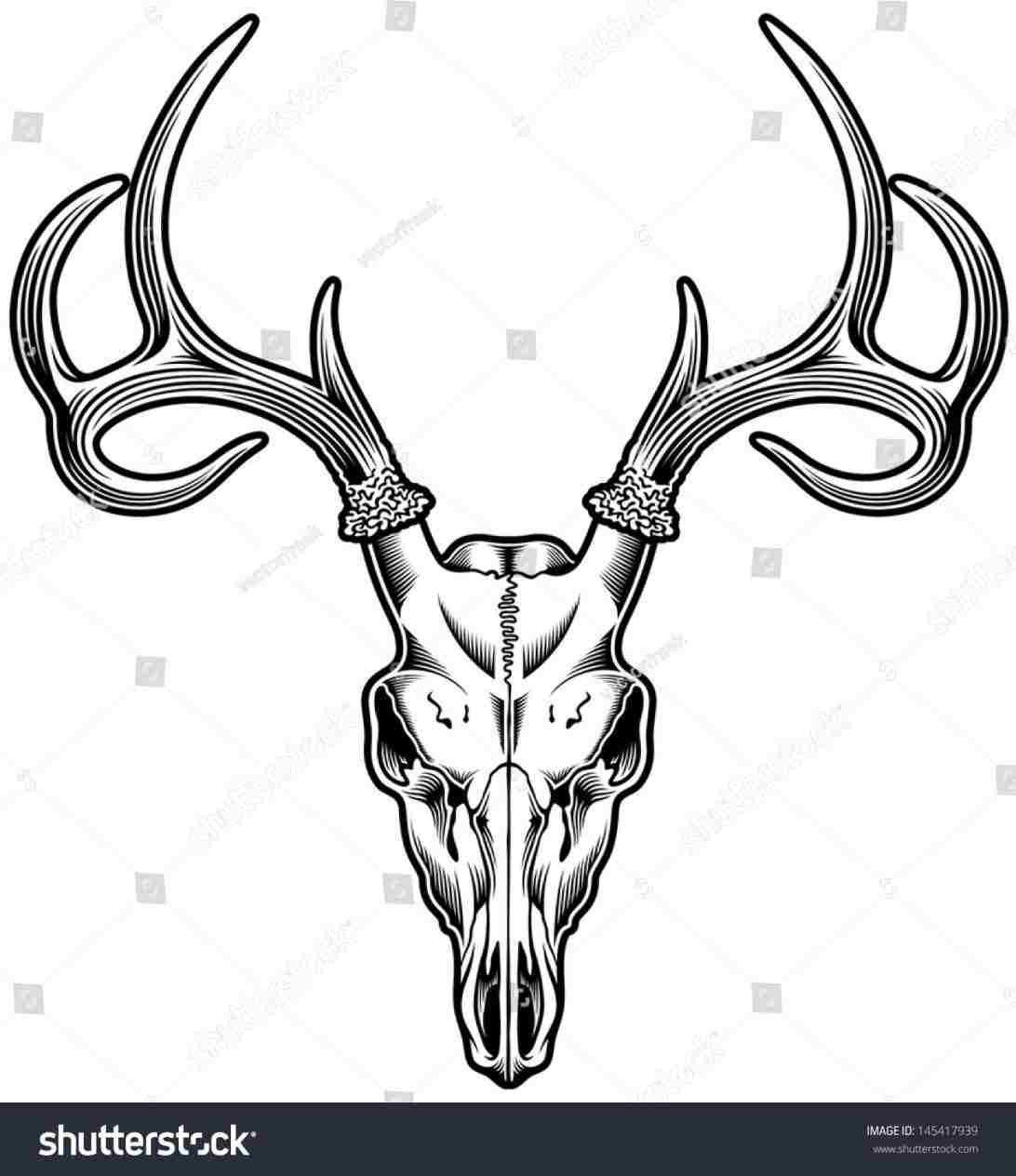 1092x1264 deer skull drawing to draw a stag stagrhdragoartcom excellent - Simple Deer Skull Drawing