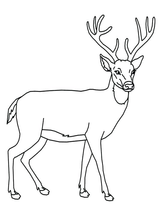 540x720 Simple Deer Drawing - Simple Deer Skull Drawing