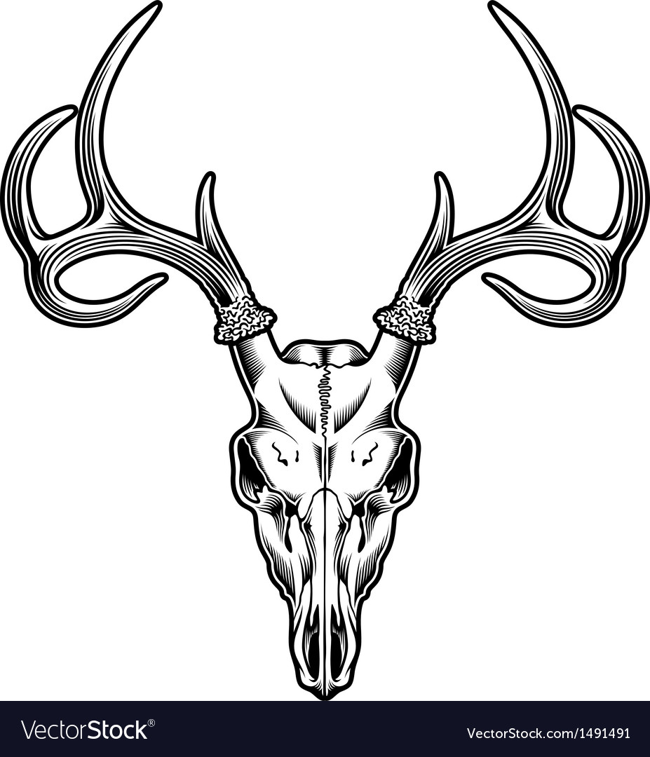 927x1080 Buck Simple Deer Skull Clipart - Simple Deer Skull Drawing
