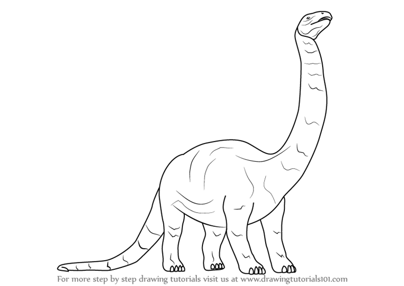 800x566 Learn How To Draw A Brontosaurus Dinosaur - Simple Dinosaur Drawing
