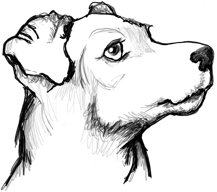 700x621 How To Draw A Terrier's Face Dog's Face With Easy Steps Learn - Simple Dog Face Drawing