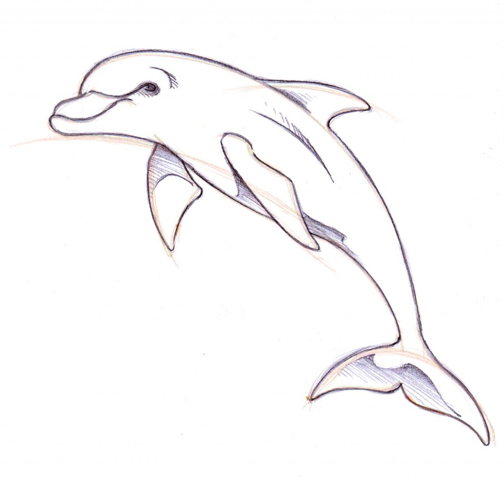 Simple Dolphin Drawing at Explore collection of